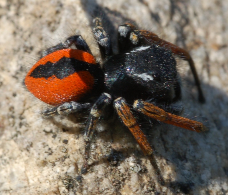 Philaeus chrysops